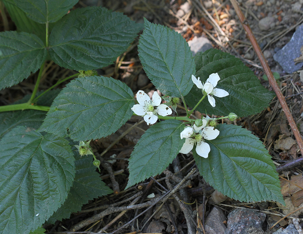 Изображение особи Rubus nessensis.