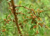 Juniperus communis