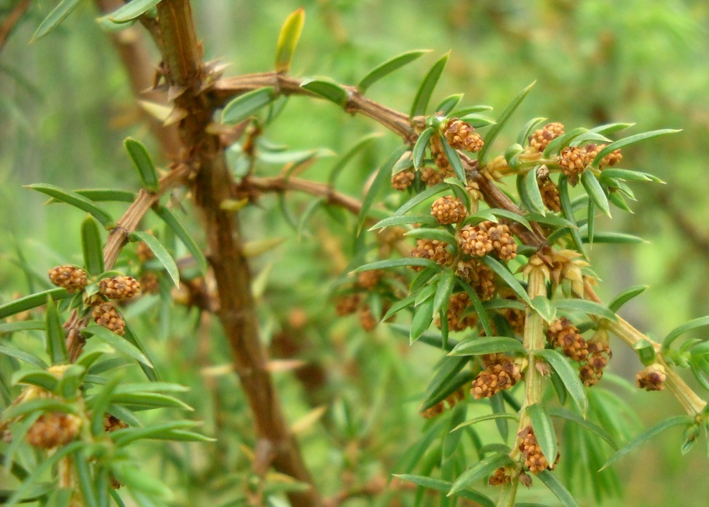 Изображение особи Juniperus communis.