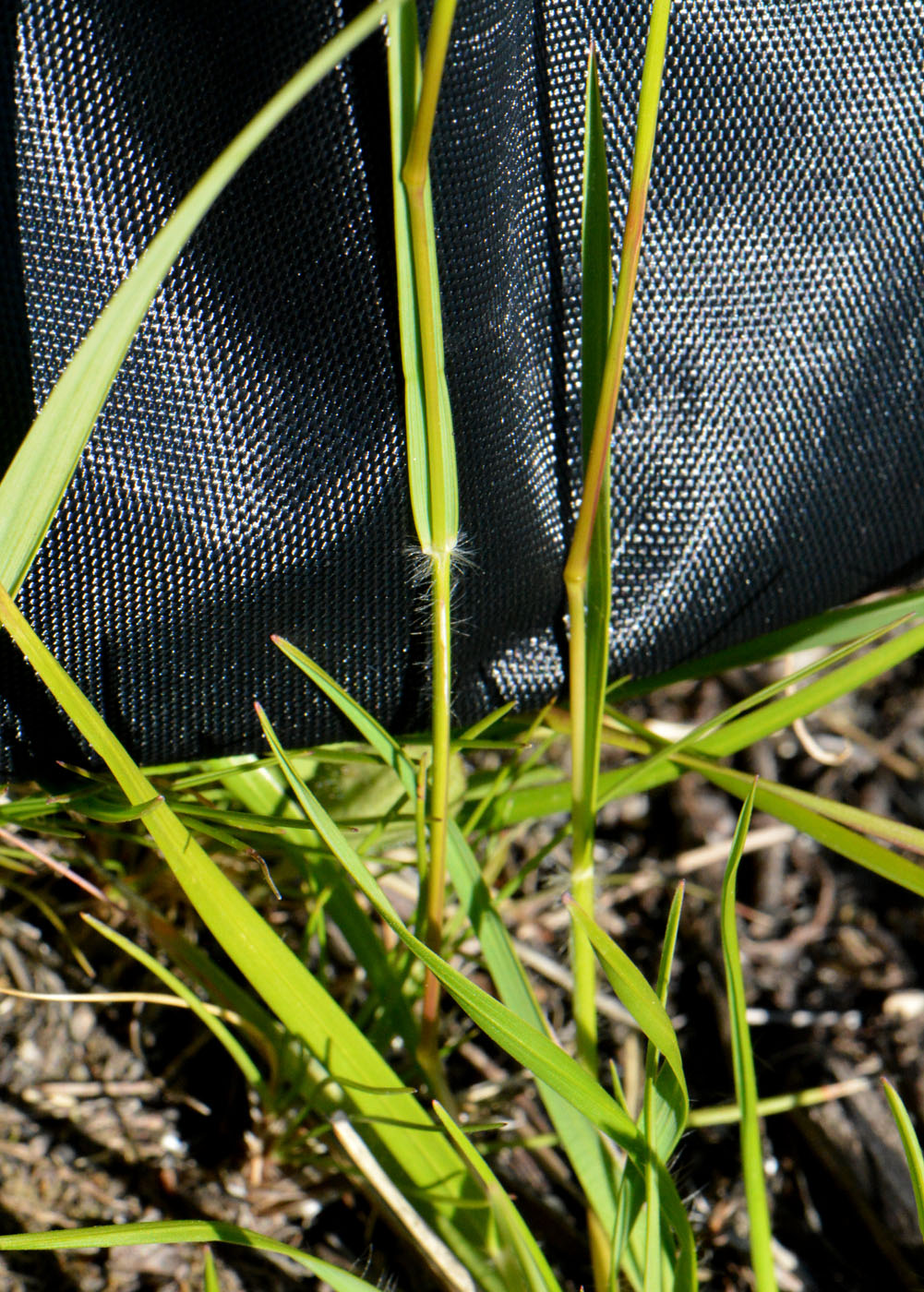 Image of Sieglingia decumbens specimen.