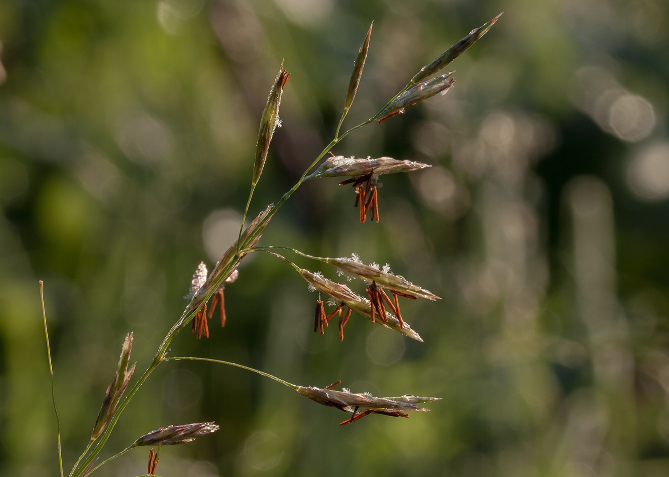 Изображение особи Bromopsis inermis.