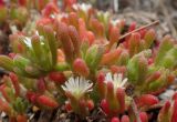 Mesembryanthemum nodiflorum. Верхушки цветущих побегов. Греция, Эгейское море, о. Парос, пос. Дриос, песчаниковые глыбы на пляже. 01.05.2019.