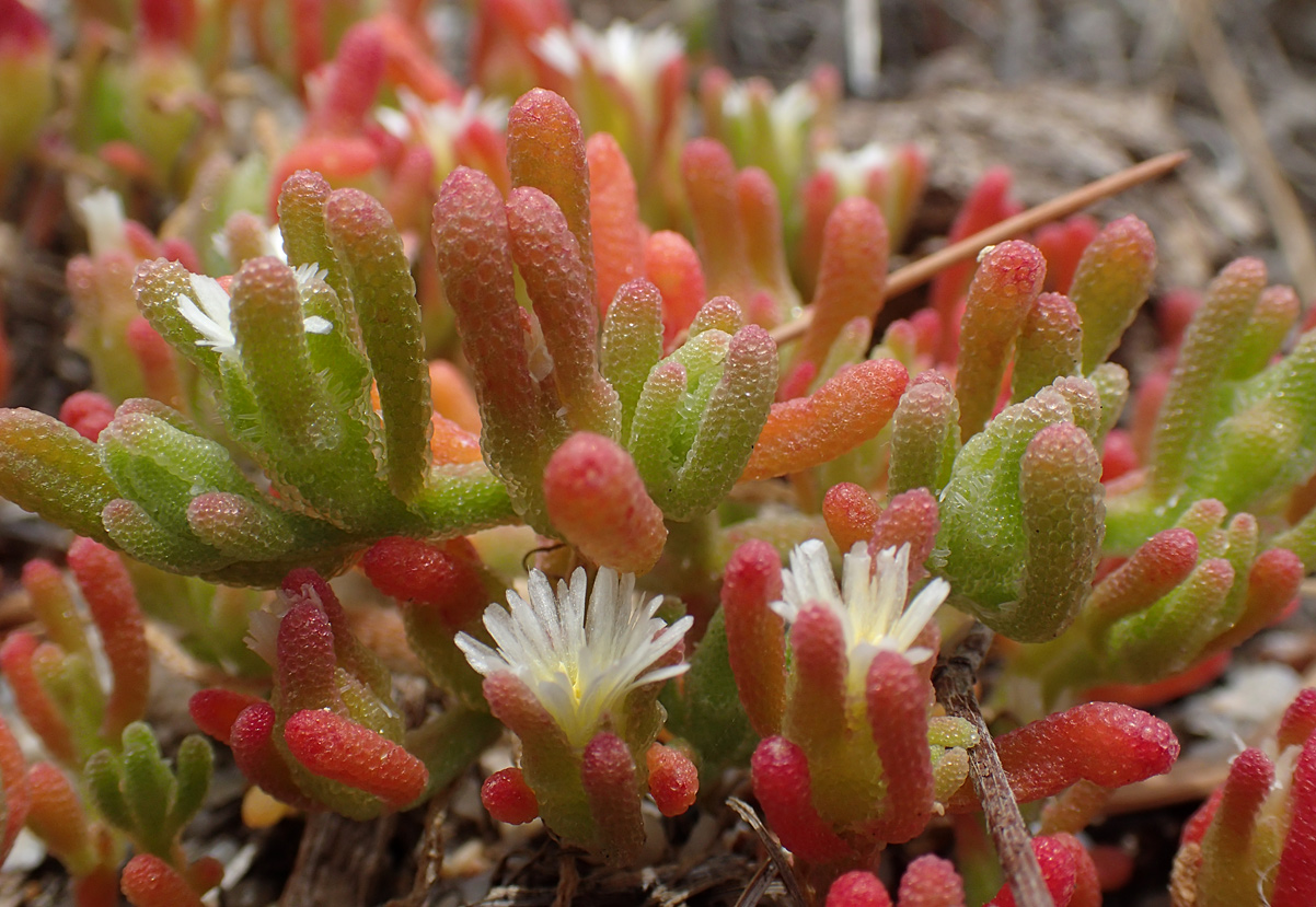 Image of Mesembryanthemum nodiflorum specimen.