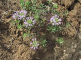 Ziziphora serpyllacea