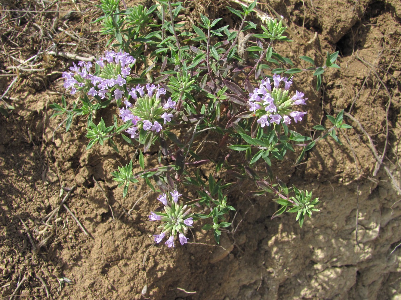 Изображение особи Ziziphora serpyllacea.