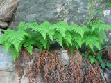 genus Gymnocarpium. Вегетирующее растение. Казахстан, Центральный Алтай, левая сторона долины р. Белая Берель, зона смешанных лесов, в скале. 27 июня 2019 г.