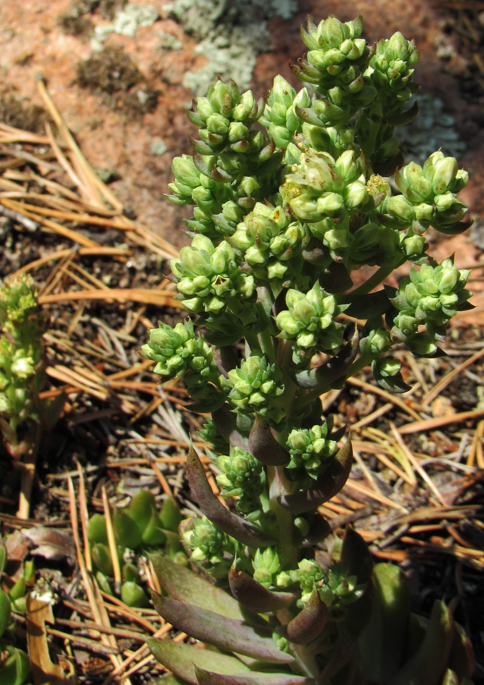 Изображение особи Orostachys spinosa.