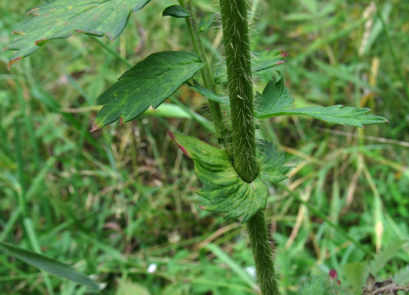 Image of Agrimonia viscidula specimen.