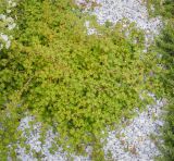 Stephanandra incisa