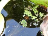 Azolla filiculoides. Активно вегетирующее растение (в центре) в сообществе Eichhornia crassipes и Lemnia minor. Московская обл., Садовое товарищество, садовый участок, садовый разводной (для растений) пруд, в культуре. 12.09.2019.