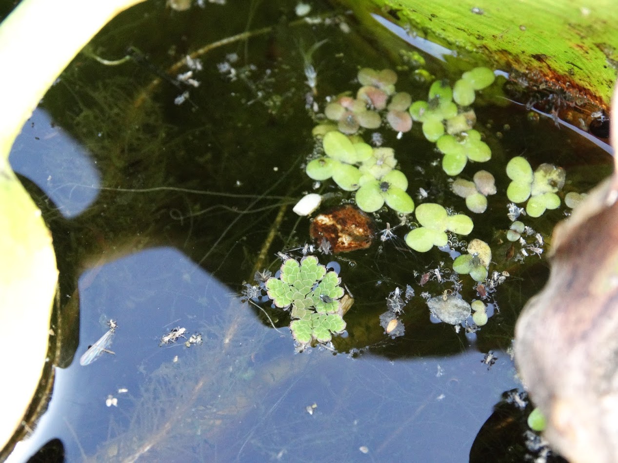 Изображение особи Azolla filiculoides.