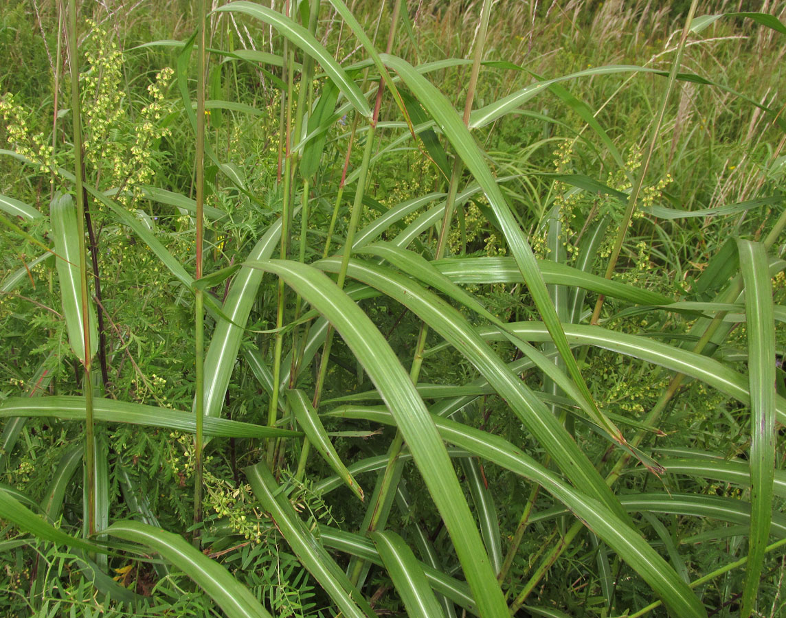 Image of Miscanthus purpurascens specimen.