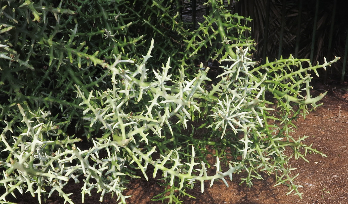 Image of Euphorbia stenoclada specimen.