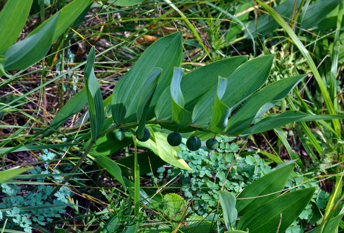 Image of Polygonatum odoratum specimen.