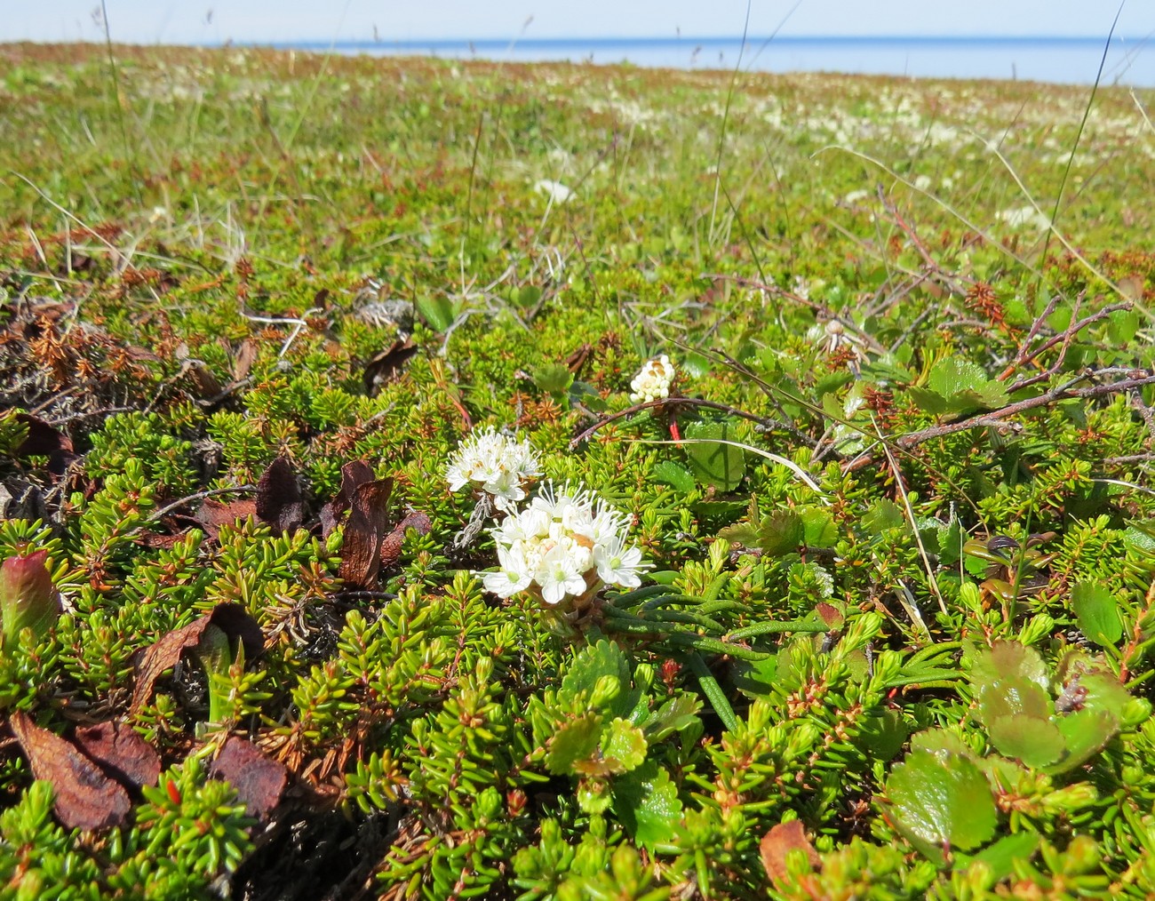 Image of Ledum decumbens specimen.