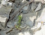 Cruciata coronata