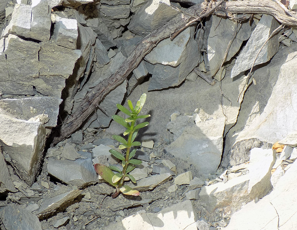 Изображение особи Cruciata coronata.