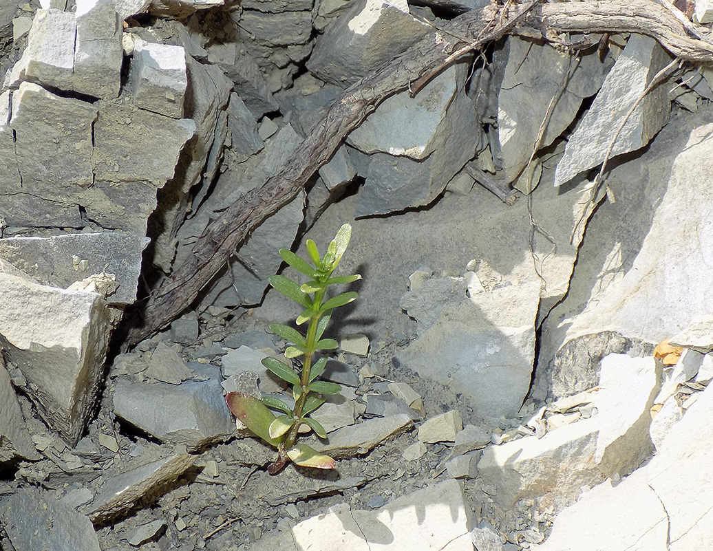 Image of Cruciata coronata specimen.