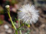 Senecio vulgaris. Соплодие. Челябинская обл., г. Челябинск, Ботанический сад ЧелГУ. 08.10.2019.