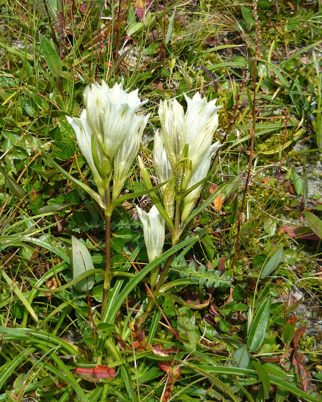 Изображение особи Gentiana algida.