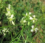 Sisymbrium altissimum