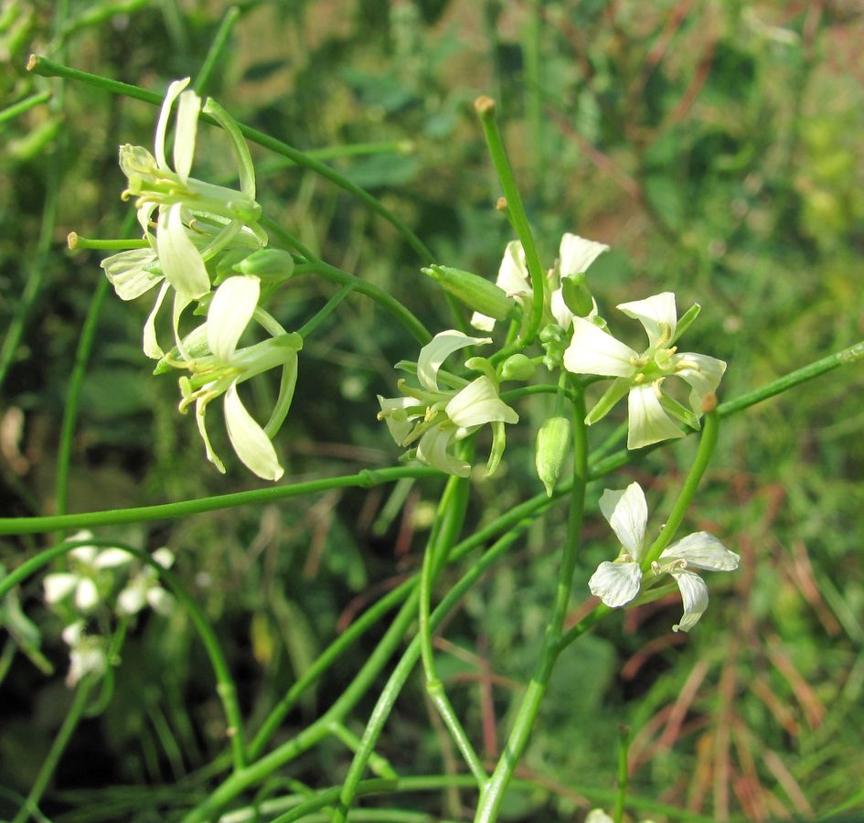 Image of Sisymbrium altissimum specimen.