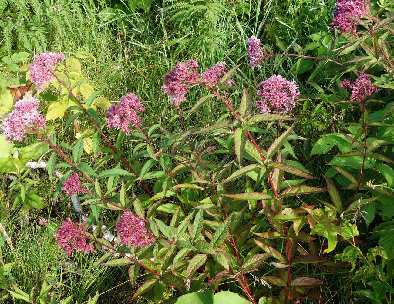 Image of Eupatorium glehnii specimen.