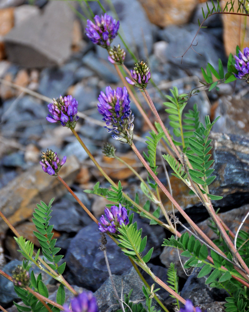 Image of Astragalus adsurgens specimen.