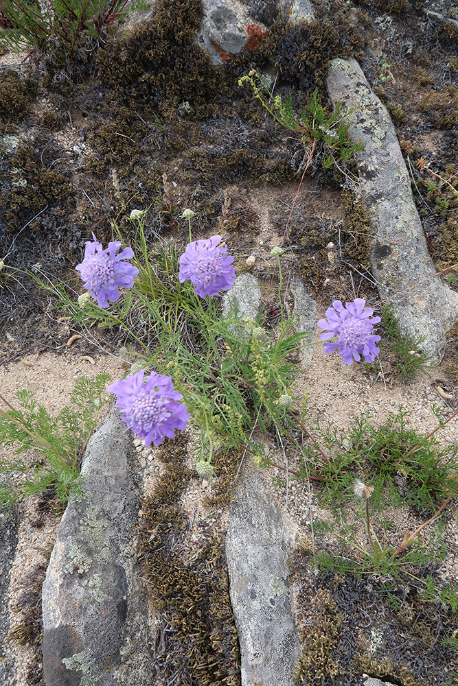 Изображение особи Scabiosa comosa.