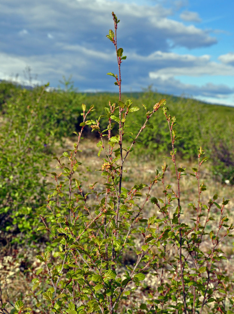 Image of Betula fruticosa specimen.