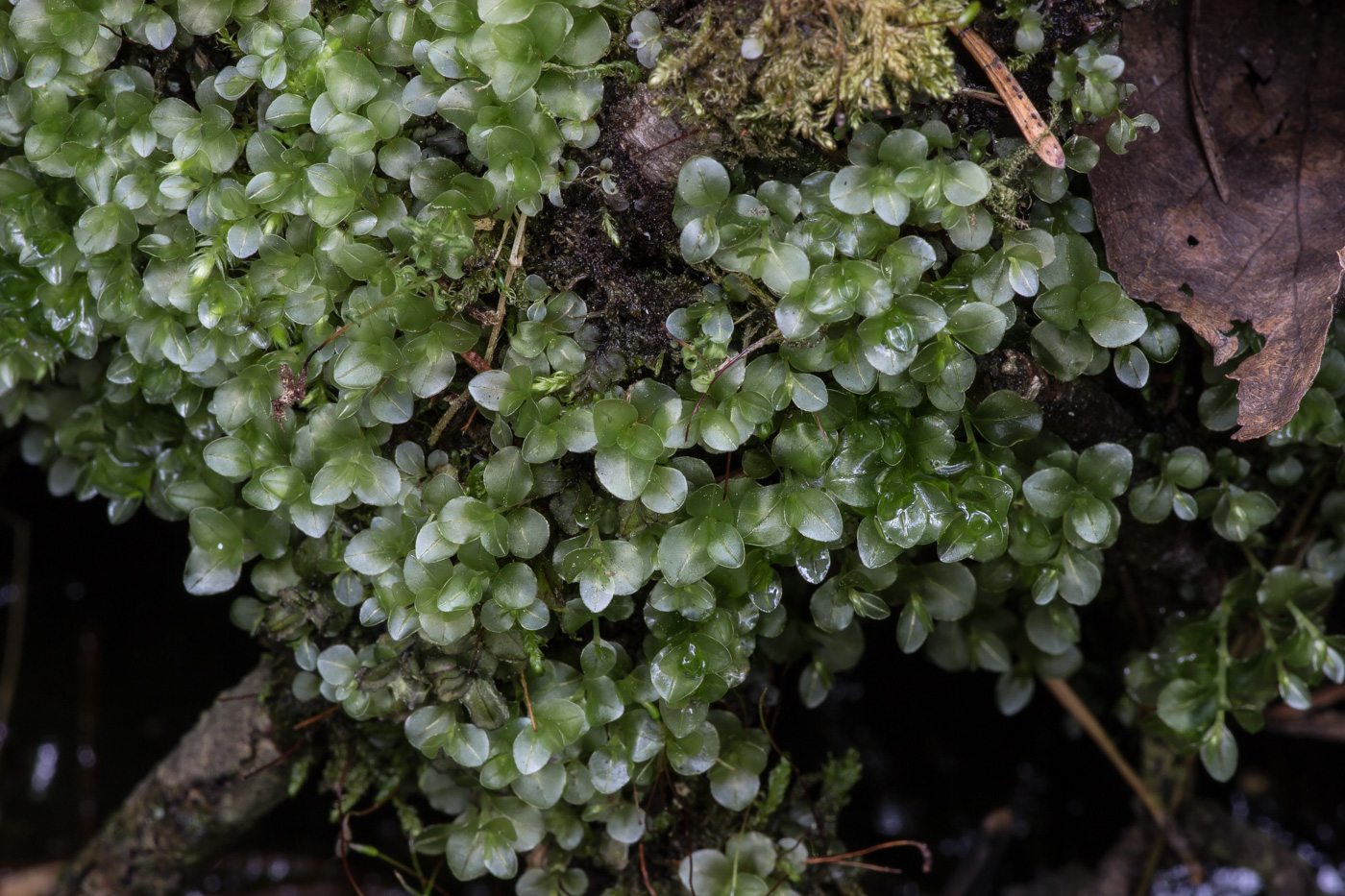 Image of genus Rhizomnium specimen.