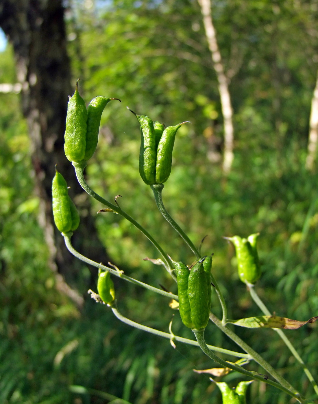 Изображение особи Aconitum delphiniifolium.