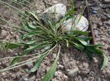 Plantago lanceolata