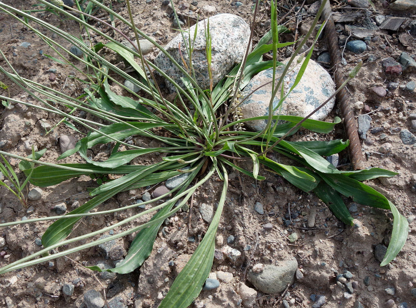 Изображение особи Plantago lanceolata.