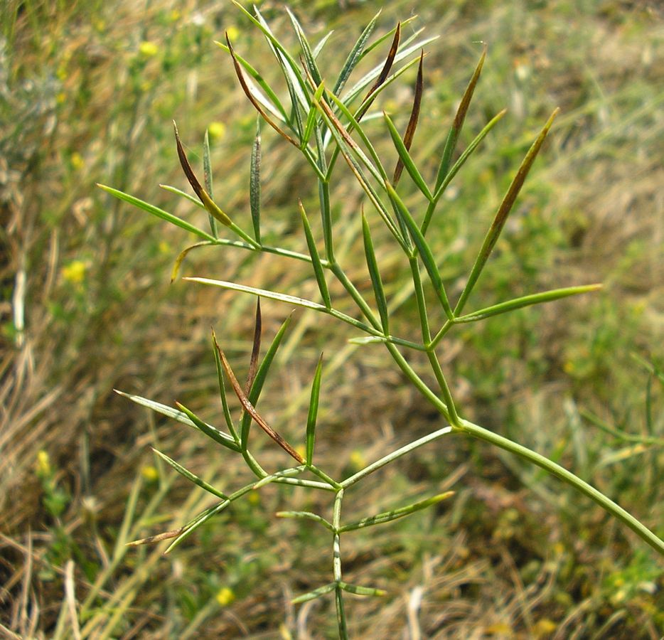 Изображение особи Peucedanum ruthenicum.