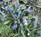 Scilla caucasica