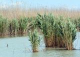 Phragmites altissimus