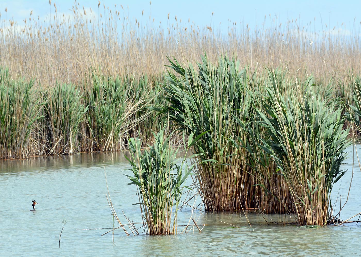 Изображение особи Phragmites altissimus.