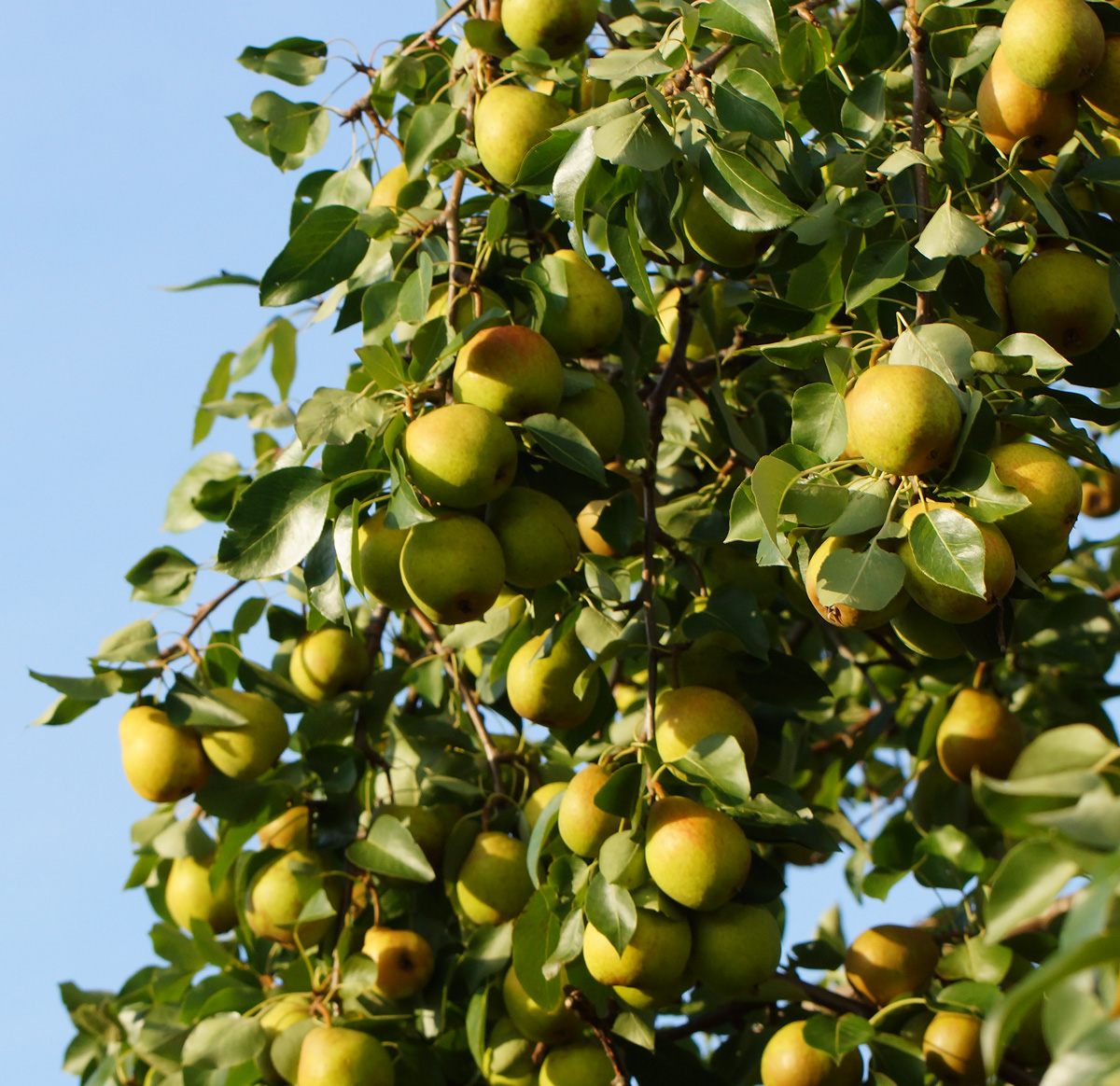 Image of Pyrus communis specimen.