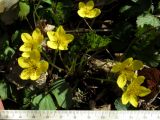 Waldsteinia ternata ssp. maximowicziana