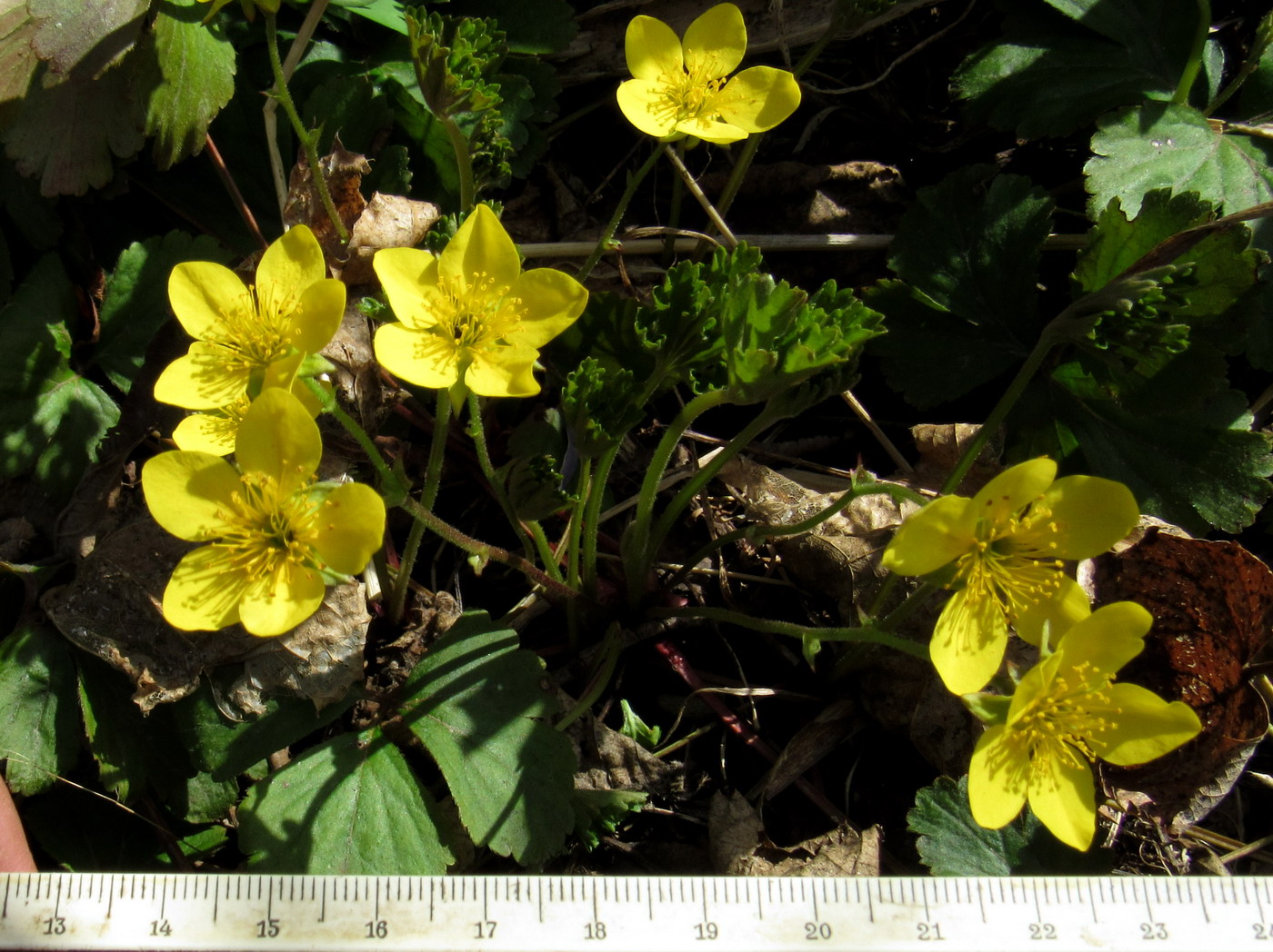 Image of Waldsteinia ternata ssp. maximowicziana specimen.