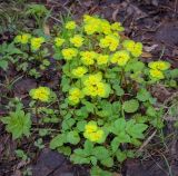 Chrysosplenium alternifolium. Цветущие растения в сообществе вегетирующей Aegopodium podagraria. Пермский край, Оханский р-н, Тулумбаихинское сельское поселение, Кунчурихинский бор, берёзовая роща. 01.05.2020.