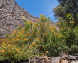 Streptosolen jamesonii. Цветущее растение; слева - Necoma sp. Перу, регион Куско, пос. Ollantaytambo, во дворе. 11.10.2019.