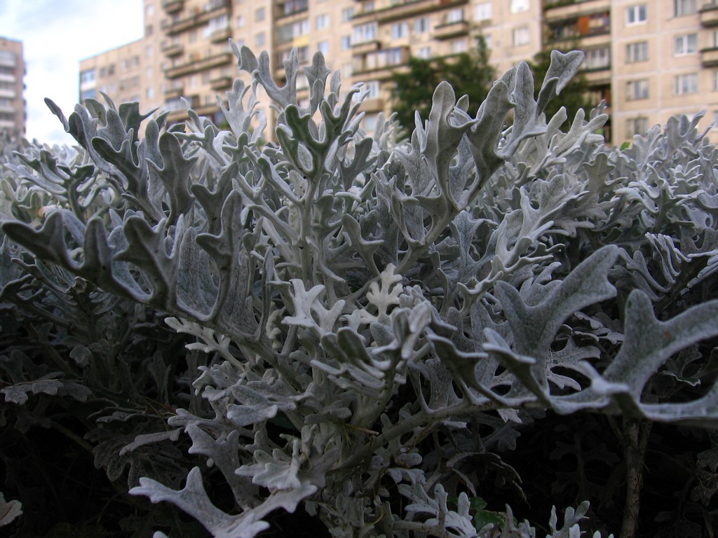 Изображение особи Senecio cineraria.