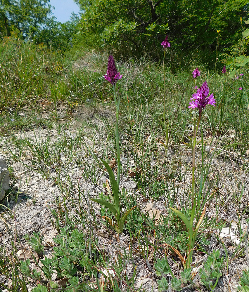 Image of Anacamptis pyramidalis specimen.