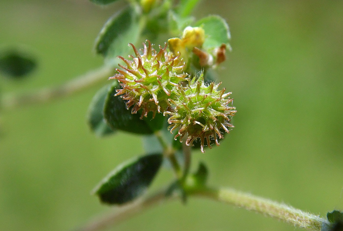 Image of Medicago minima specimen.