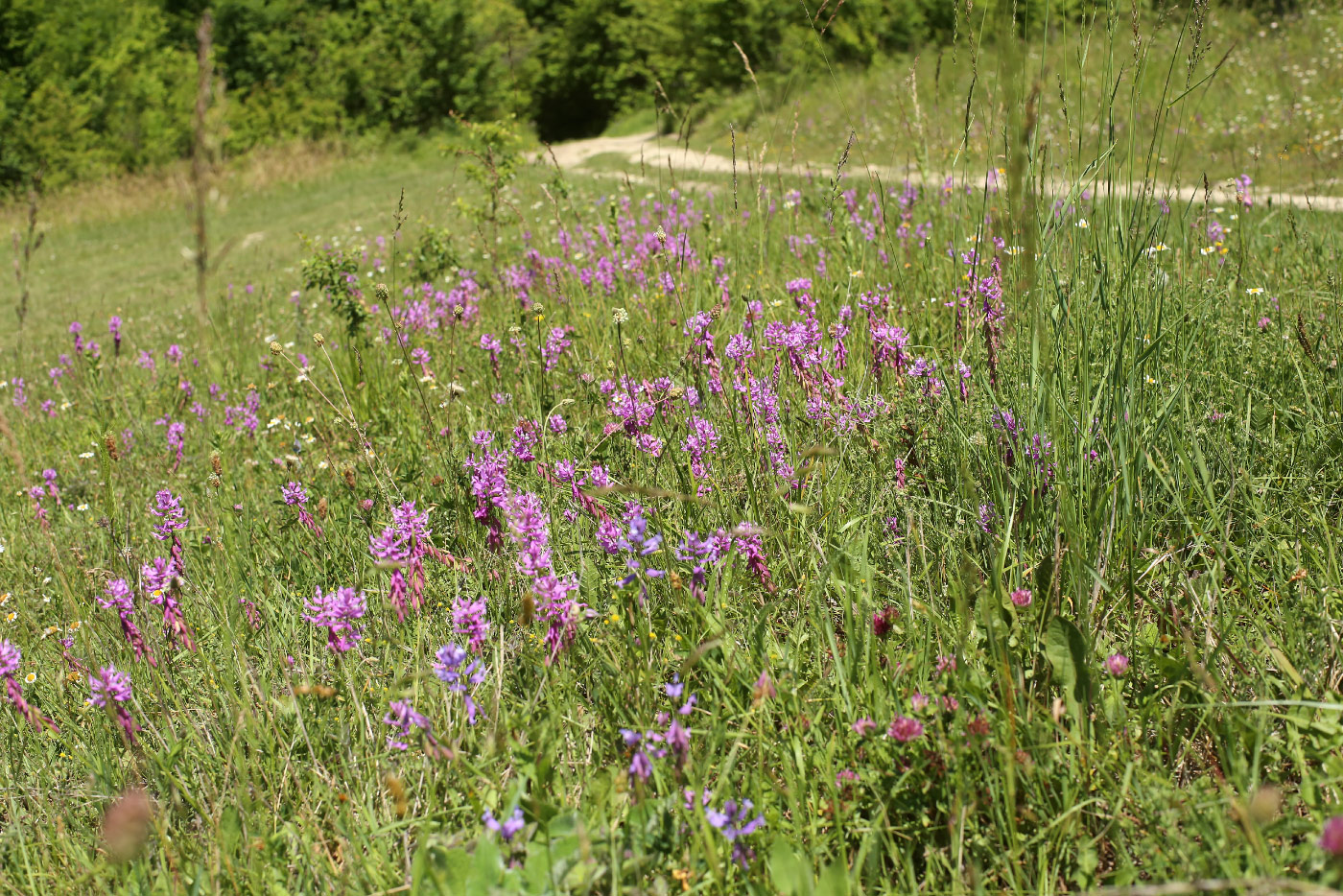 Изображение особи Polygala major.