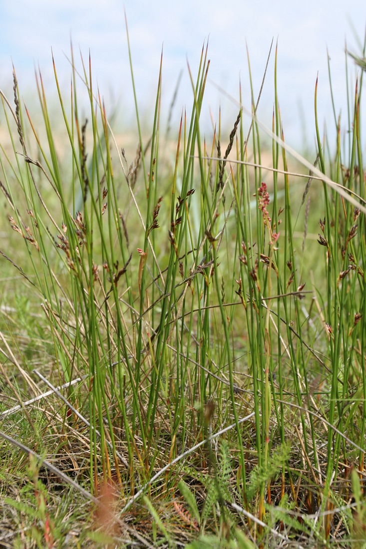 Изображение особи Juncus filiformis.