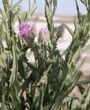 Saussurea robusta. Часть побега с распускающимися и раскрытыми соцветиями-корзинками. Алтайский край, Благовещенский р-н, берег Селитренного озера (гиперсолёного), нарушенный полынно (Artemisia nitrosa)-солянковый солончак. 29.06.2020.