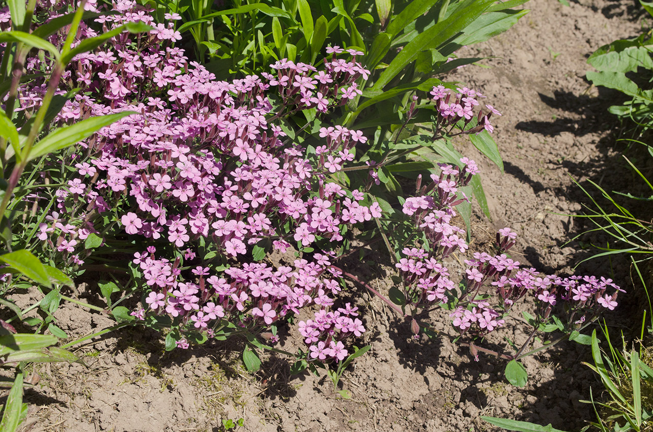 Изображение особи Saponaria ocymoides.